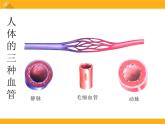 9.2《血液循环》ppt课件北师大版生物七年级下册