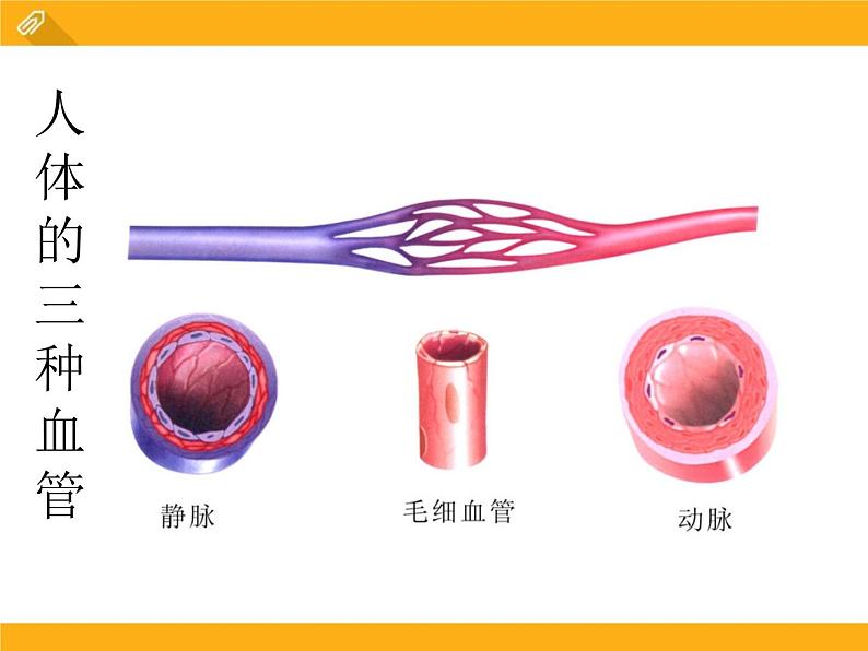 9.2《血液循环》ppt课件北师大版生物七年级下册04