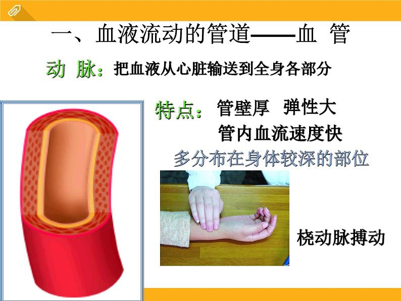 9.2《血液循环》ppt课件北师大版生物七年级下册05