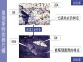 21.2生物进化的原因1 课件 北师大版八年级生物下册