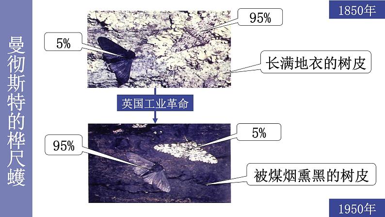 21.2生物进化的原因1 课件 北师大版八年级生物下册04