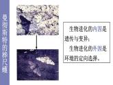 21.2生物进化的原因1 课件 北师大版八年级生物下册