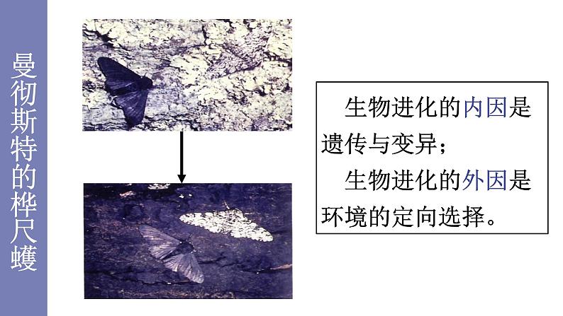 21.2生物进化的原因1 课件 北师大版八年级生物下册05