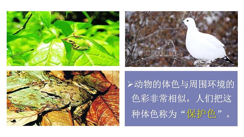 21.2生物进化的原因1 课件 北师大版八年级生物下册06