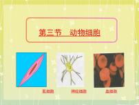 人教版 (新课标)七年级上册第三节 动物细胞教学ppt课件