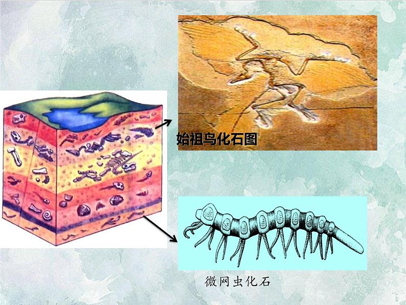 2022冀少版生物八年级下册6.3.2生物进化的历程第8页