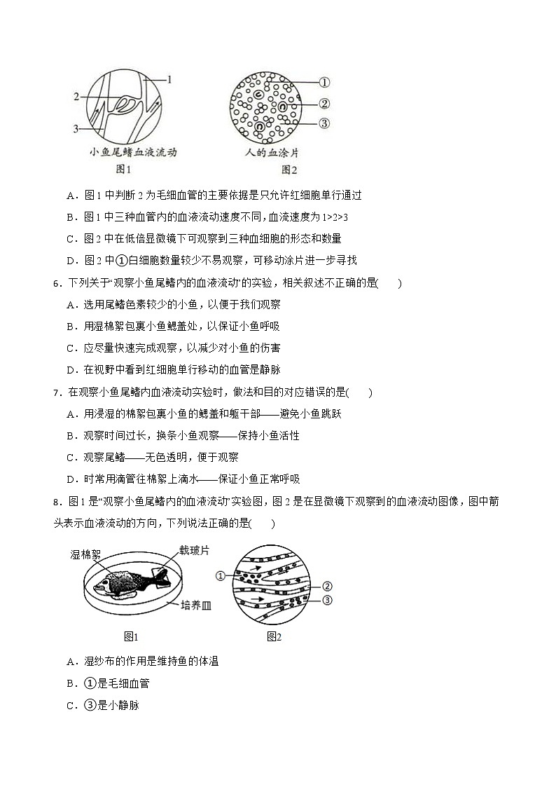备考中考生物实验专项复习 观察小鱼尾鳍内血液的流动解析版 练习02