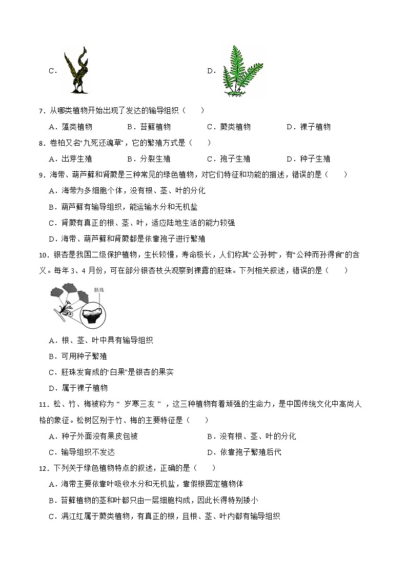 备考中考生物专题 生物圈中有哪些绿色植物解析版02