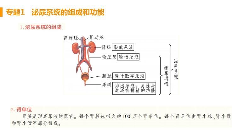 人教版生物七年级下册  第五章  人体内废物的排出（单元专题强化课件PPT）02