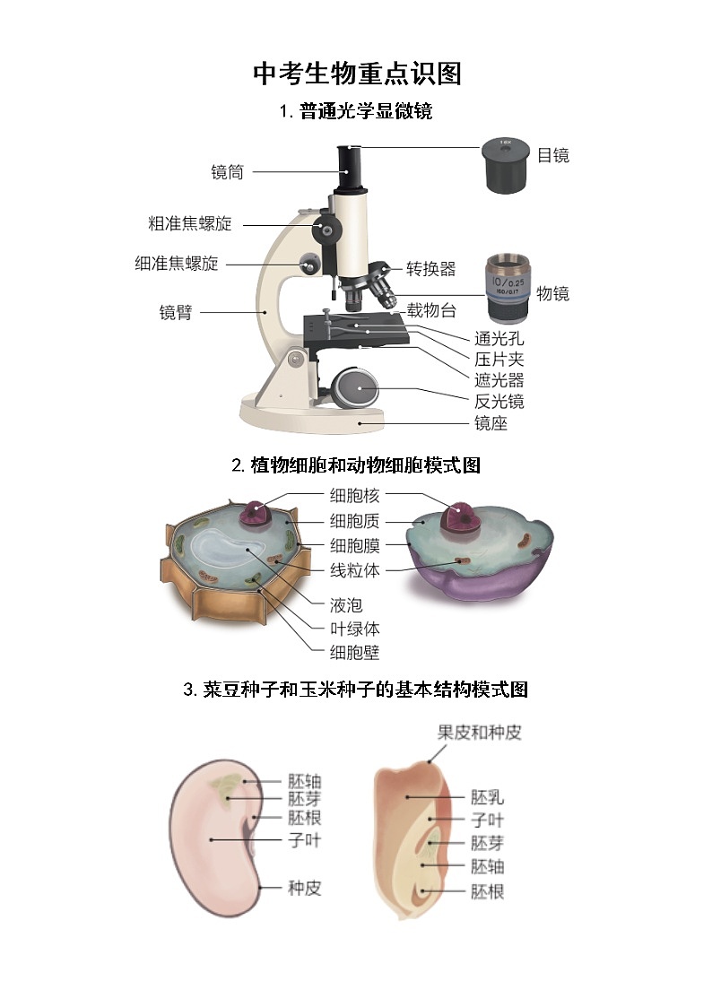 初中生物中考复习重点识图汇总（共19张）第1页