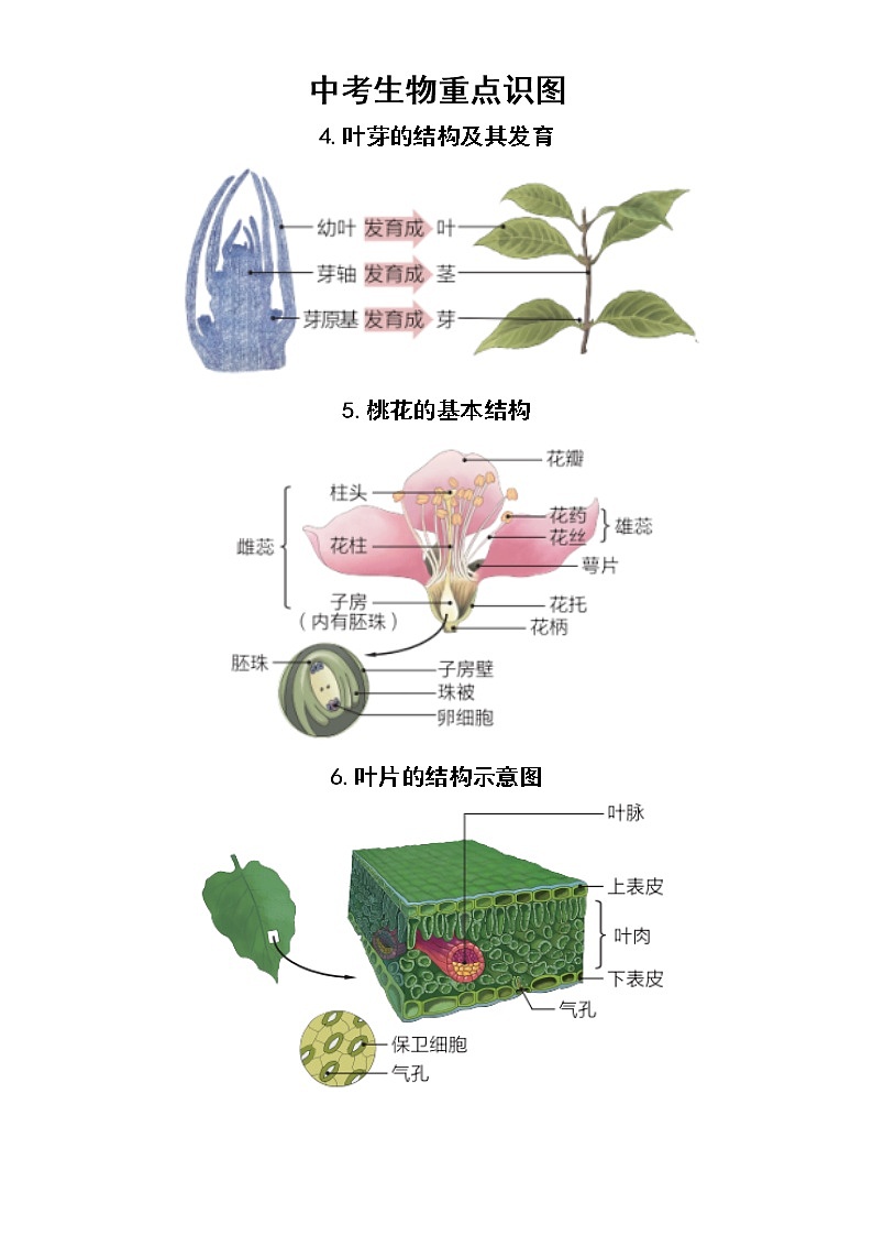 初中生物中考复习重点识图汇总（共19张）第2页