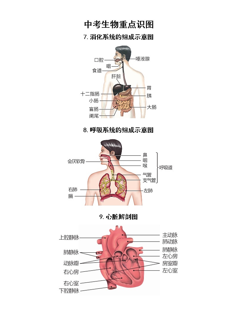 初中生物中考复习重点识图汇总（共19张）第3页