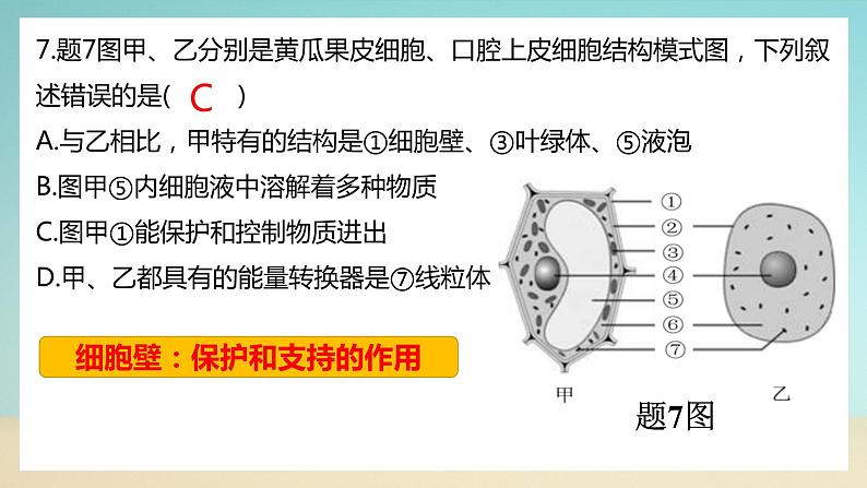 七上北师大版生物期末试卷B卷（试卷+PPT含答案）05