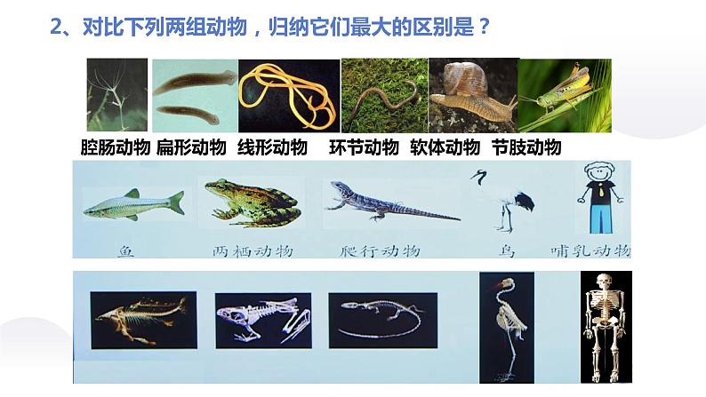 课件：5.1.4 鱼第3页