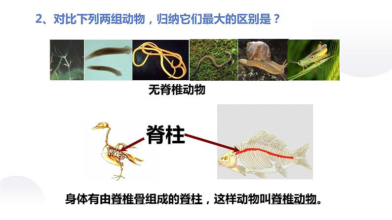课件：5.1.4 鱼第4页