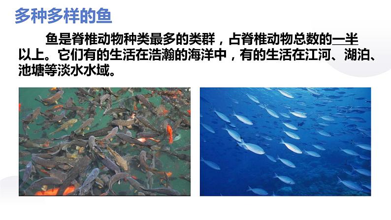 课件：5.1.4 鱼第6页