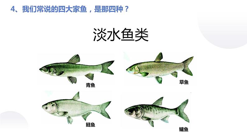 课件：5.1.4 鱼第7页