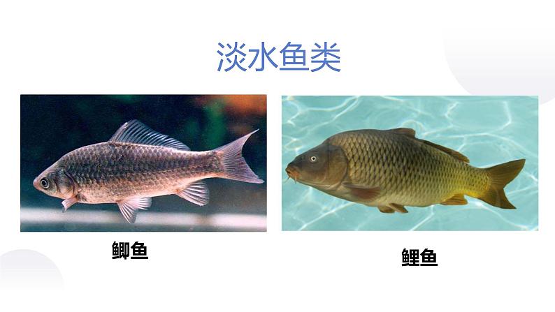 课件：5.1.4 鱼第8页