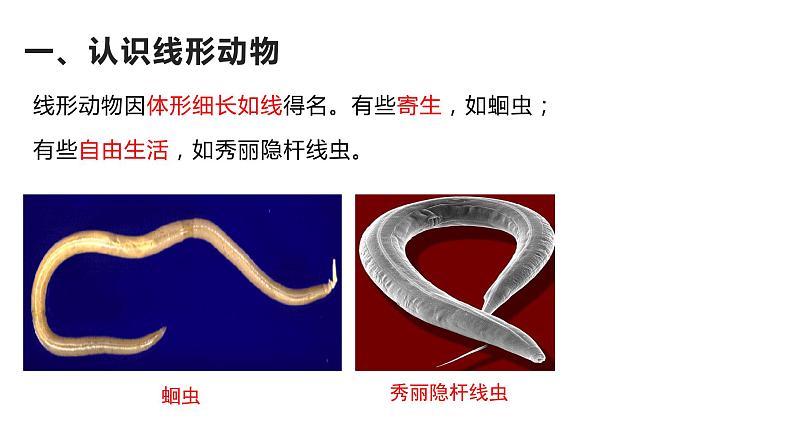 5.1.2《线形动物和环节动物》课件+教案+习题04