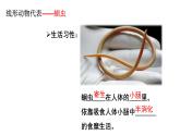 5.1.2《線形動(dòng)物和環(huán)節(jié)動(dòng)物》課件+教案+習(xí)題