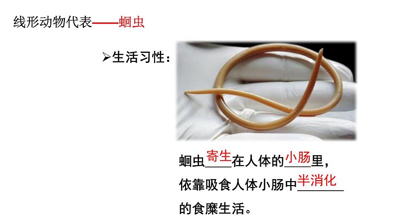 5.1.2《线形动物和环节动物》课件+教案+习题05