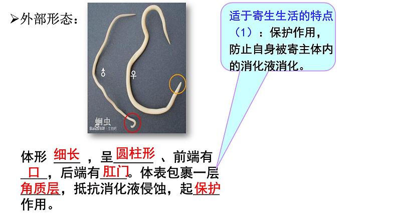 5.1.2《线形动物和环节动物》课件+教案+习题06