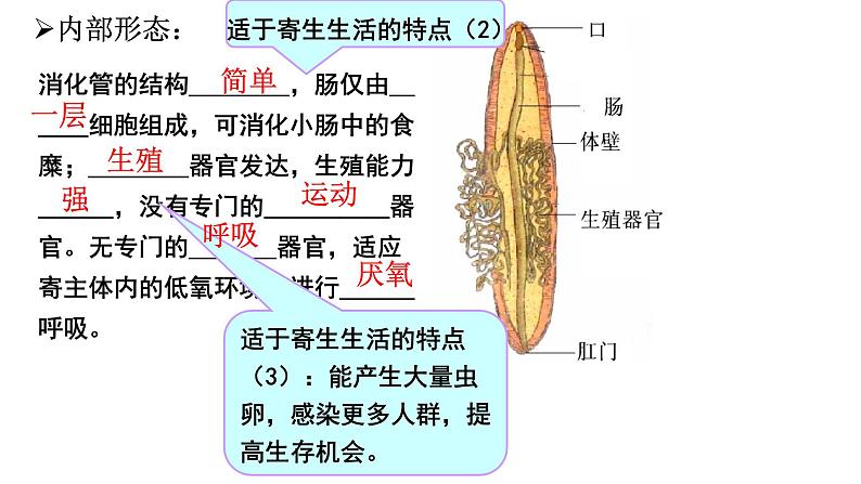 5.1.2《线形动物和环节动物》课件+教案+习题07