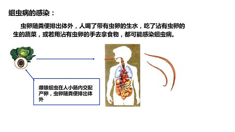 5.1.2《线形动物和环节动物》课件+教案+习题08
