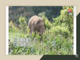 5.1.7 哺乳动物-课件
