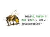 从种到界-课件