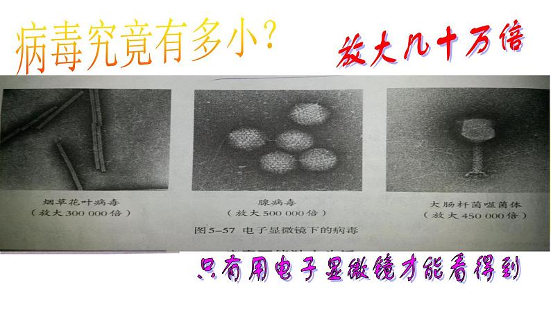 5.5 病毒-课件第3页