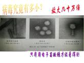 5.5 病毒-课件