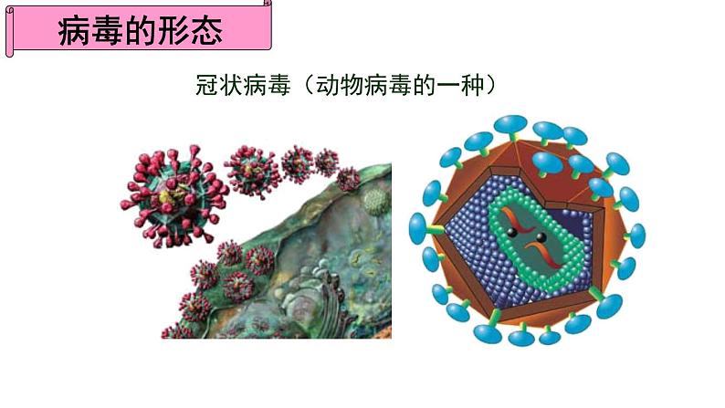 5.5 病毒-课件第6页