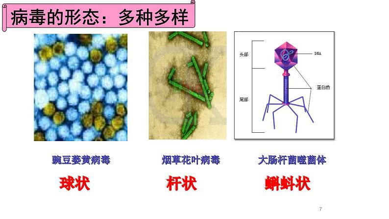 5.5 病毒-课件第7页