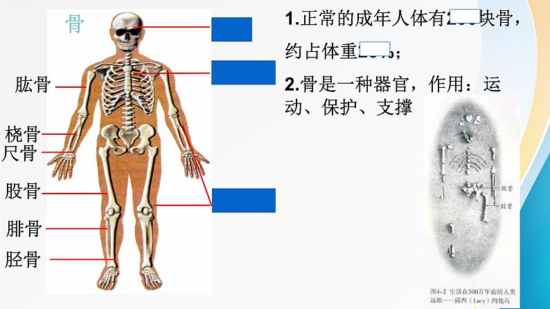 动物的运动 ppt第8页