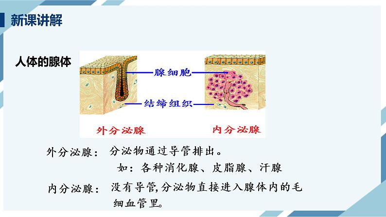 4.6.4激素调节（课件+教案+练习+导学案）03