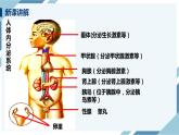 4.6.4激素调节（课件+教案+练习+导学案）