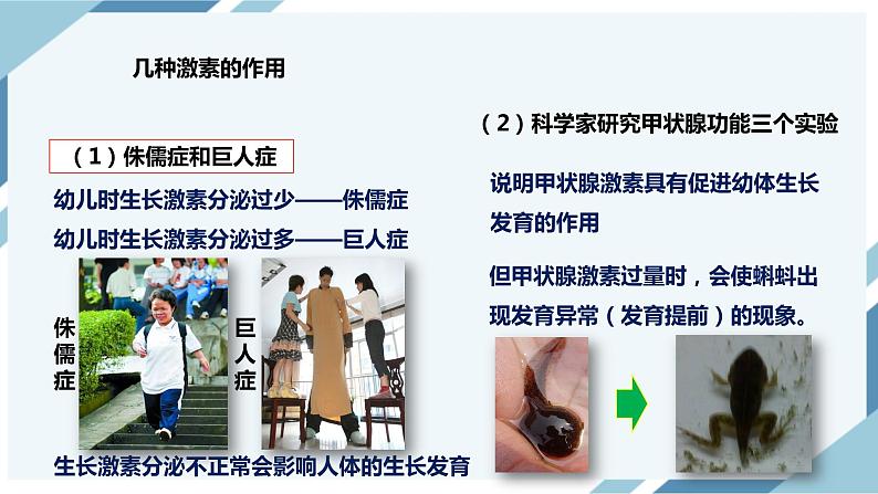 4.6.4激素调节（课件+教案+练习+导学案）06