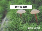 第五单元 第四章 第三节  真菌 课件
