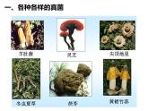 第五单元 第四章 第三节  真菌 课件