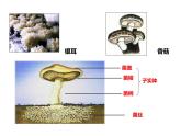第五单元 第四章 第三节  真菌 课件