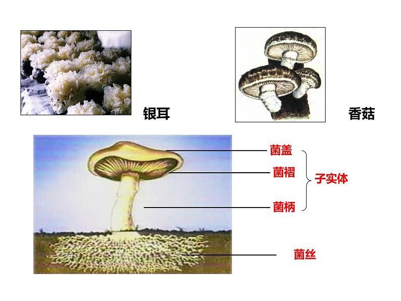 第五单元 第四章 第三节  真菌第4页