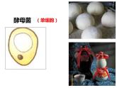 第五单元 第四章 第三节  真菌 课件