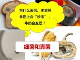 第五单元 第四章 第一节 细菌和真菌的分布 课件