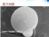 第五单元 第四章 第一节 细菌和真菌的分布 课件