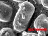 第五单元 第四章 第一节 细菌和真菌的分布 课件