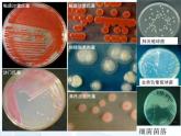 第五单元 第四章 第一节 细菌和真菌的分布 课件