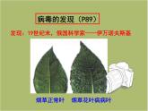 第五单元 第五章 病毒 课件