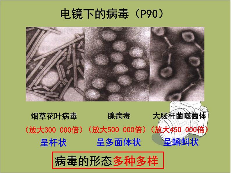 第五单元 第五章 病毒 课件08