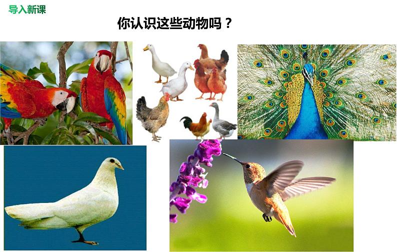 第五单元 第一章 第六节  鸟 课件02